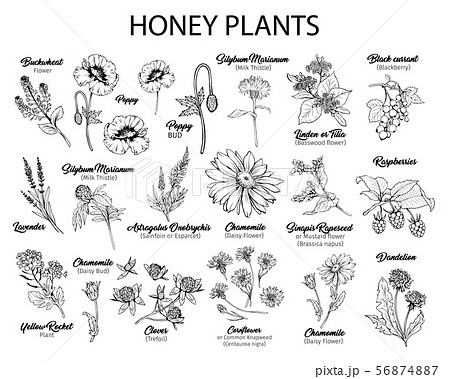 Honey Plants Black Ink Sketches Setのイラスト素材