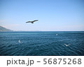 海とカモメ 56875268
