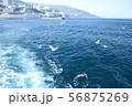 海とカモメ 56875269