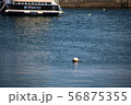 海 56875355