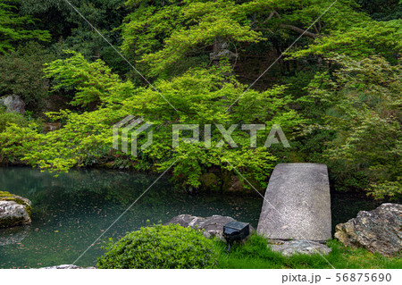 京都 青蓮院 龍心池 56875690