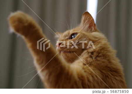 猫パンチ 56875850