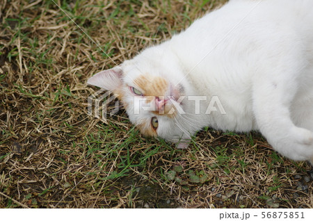 ごろごろ 56875851