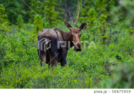 A cow moose standing in the grass and looking to the camera in Denali National Park and Preserve 56875959