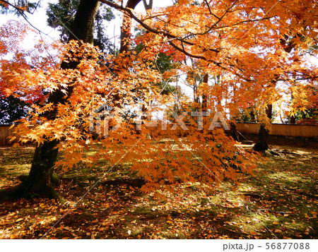 滋賀院門跡　慈眼堂　紅葉 56877088