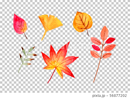 Autumn leaves (watercolor painting) 56877202