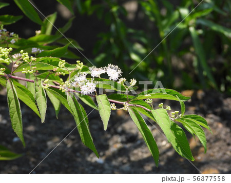 シロミノコムラサキ シロミノコムラサキ 56877558