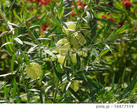 フウセントウワタ 56877559