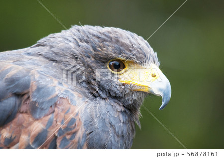 ハヤブサ２ 56878161