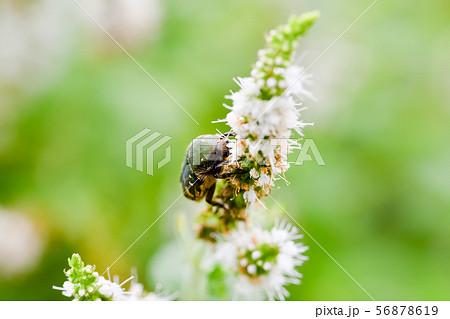 コアオハナムグリ 56878619