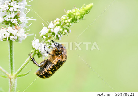 コアオハナムグリ 56878621
