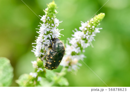 コアオハナムグリ 56878623