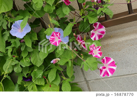 夏の花壇の花:アサガオ:大阪府枚方市 夏の花壇の花:アサガオ:大阪府枚方市 56878770