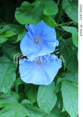 夏の花壇の花:アサガオ:大阪府枚方市 夏の花壇の花:アサガオ:大阪府枚方市 56878895