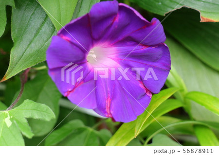 夏の花壇の花:アサガオ:大阪府枚方市 夏の花壇の花:アサガオ:大阪府枚方市 56878911