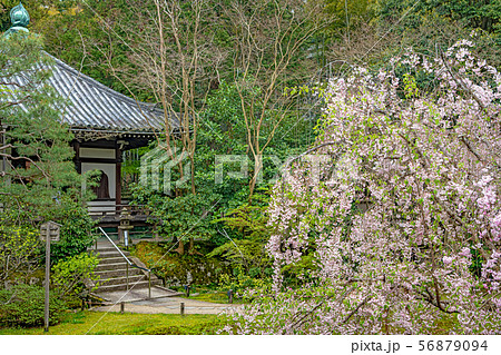 京都 青蓮院 本堂と左近の桜 56879094