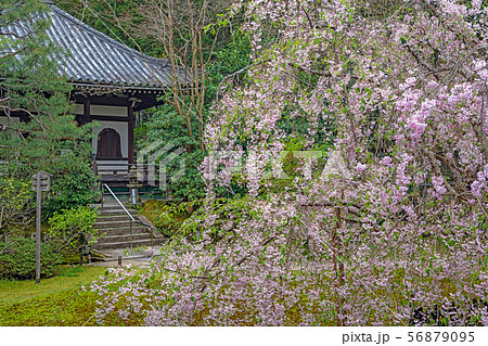 京都 青蓮院 本堂と左近の桜 京都 青蓮院 本堂と左近の桜 56879095