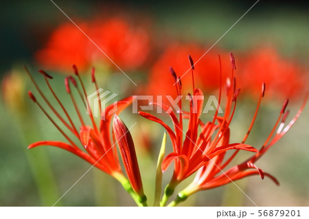 ひがんばな ひがんばな 56879201