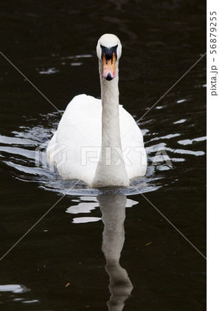 白鳥 正面 白鳥 正面 56879255