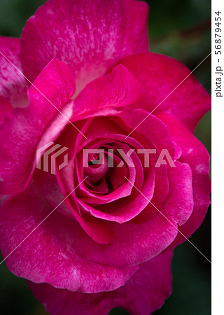 ダークマゼンタのバラ クローズアップの写真素材