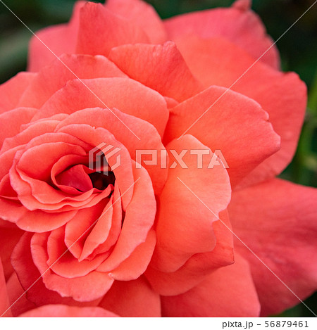 バラ サーモンピンクの写真素材
