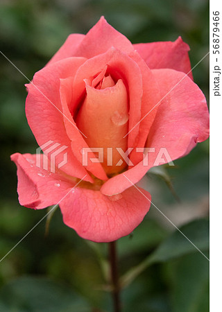 花ひらくバラ サーモンピンクの写真素材