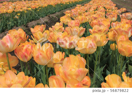 ~チューリップ~ ◦◦◦◦ Yellow tulips ◦◦◦◦ ~チューリップ~ ◦◦◦◦ Yellow tulips ◦◦◦◦ 56879822