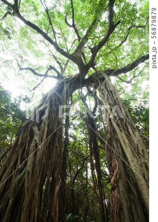 屋久島の怪物 56879879