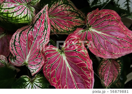 怪物の植物 56879881