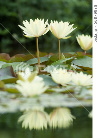 草津市立水生植物公園みずの森の水辺のスイレ の写真素材