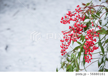南天と雪景色 南天と雪景色 56880161