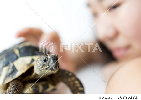女の子とペットのリクガメの写真素材 5602 女の子とペットのリクガメの写真素材 5602