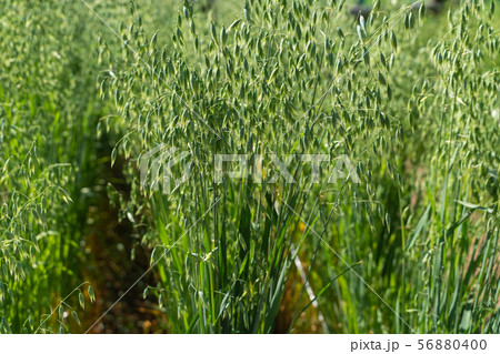 燕麦 燕麦 56880400