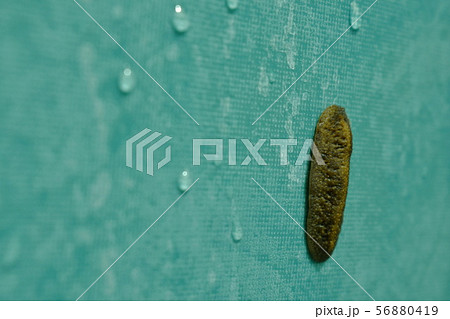 slug climbing on wet green tile bathroom wall  56880419