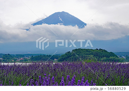 富士山とラベンダー 56880529