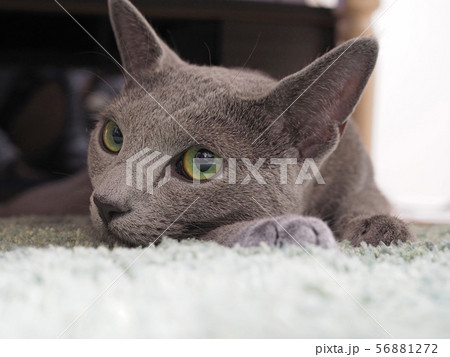 リラックスするねこ リラックスするねこ 56881272