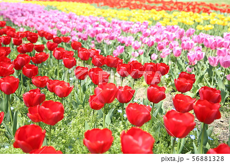 満開のチューリップ 56881328