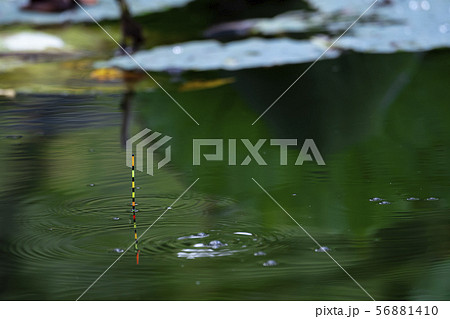 ヘラ浮き　ヘラ釣り 56881410