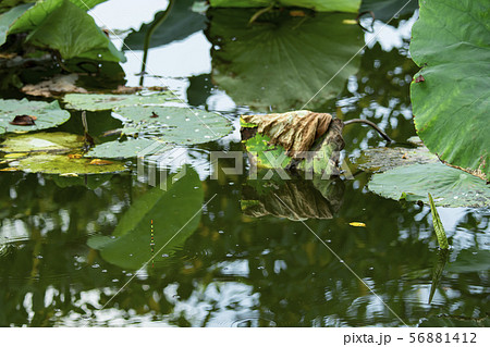 ヘラ浮き ヘラ釣り ヘラ浮き ヘラ釣り 56881412