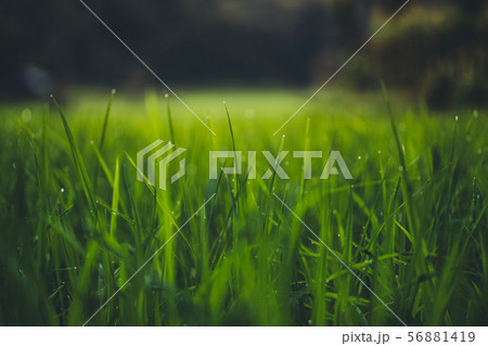 Paddy field In the countryside Rice fields in asia Paddy field In the countryside Rice fields in asia 56881419