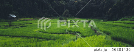 Paddy field In the countryside Rice fields in asia 56881436