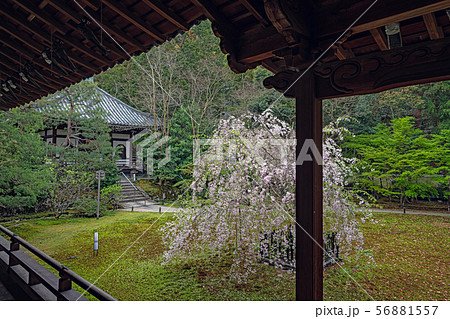京都 青蓮院 本堂と左近の桜 京都 青蓮院 本堂と左近の桜 56881557