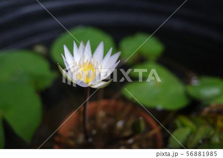 ミニスイレン ミニスイレン 56881985