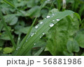 水滴 56881986