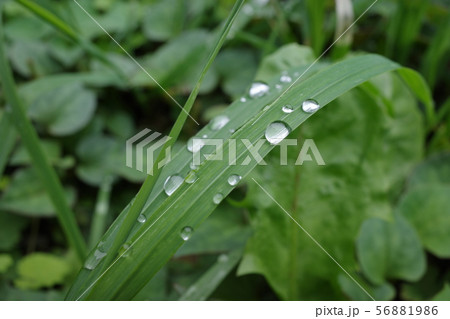 水滴 56881986