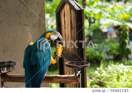maccaw parrot eat mango fruit maccaw parrot eat mango fruit 56882185