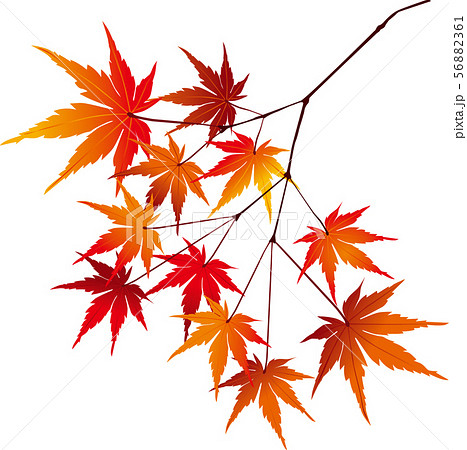 秋のもみじ 紅葉 枝 ワンポイントなどのイラスト素材 56882361 Pixta