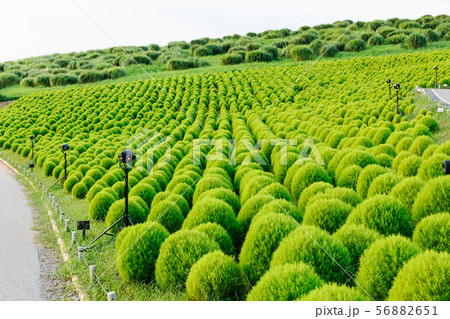 緑のコキアの写真素材