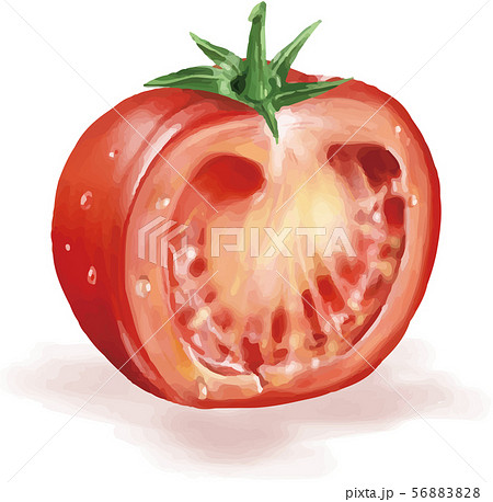 トマト リアル イラストのイラスト素材 56