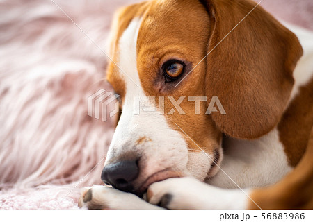Beagle dog rests on a sofa in living room on Beagle dog rests on a sofa in living room on 56883986